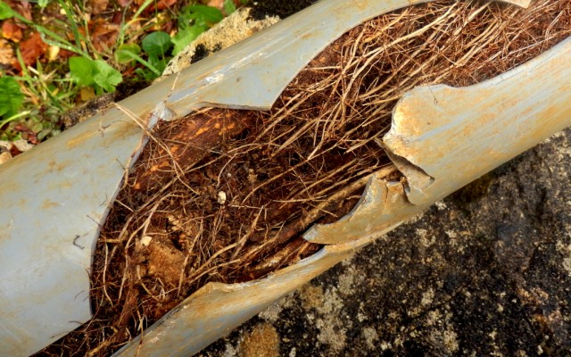 Покрывает ли страховка на дом ущерб от корней деревьев, проросших в канализационную трубу?