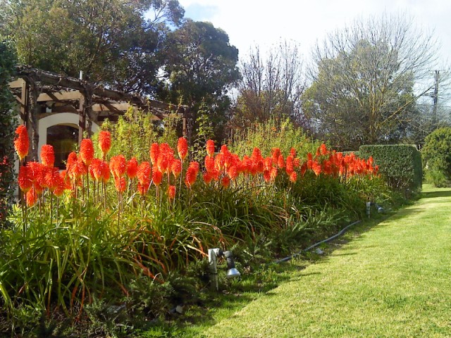 КНИФОФИЯ (KNIPHOFIA)