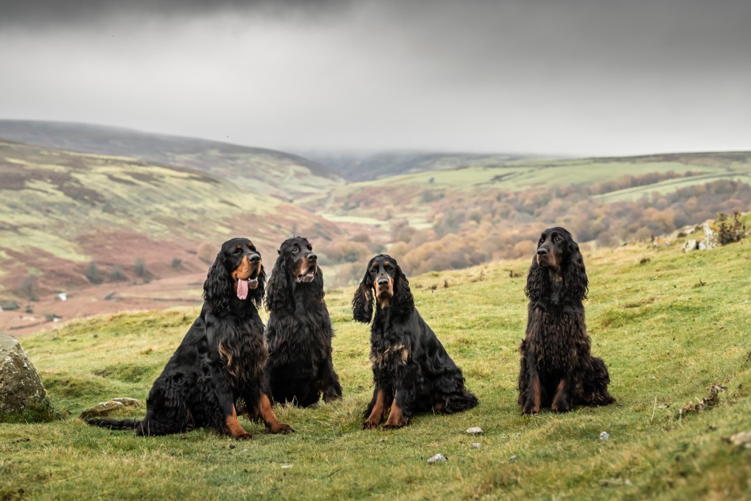 Гордон-Сеттер (Gordon Setter)
