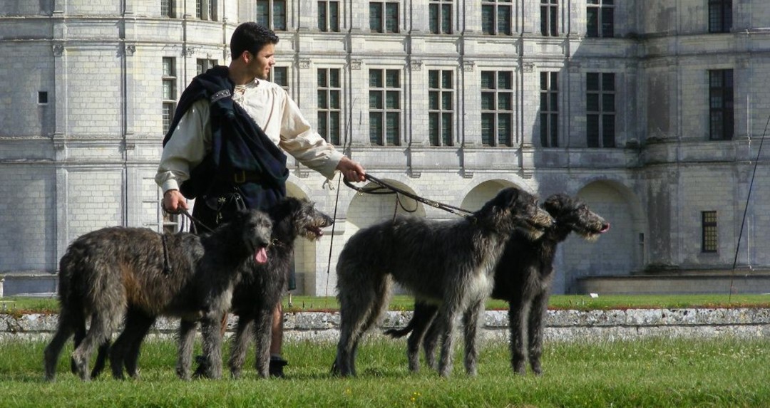 ДИРХАУНД (DEERHOUND)